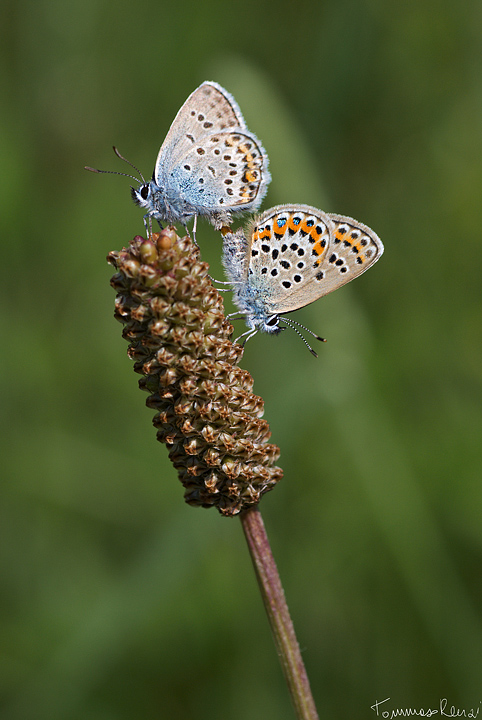 Polyommatus Icarus o  Aricia agestis?